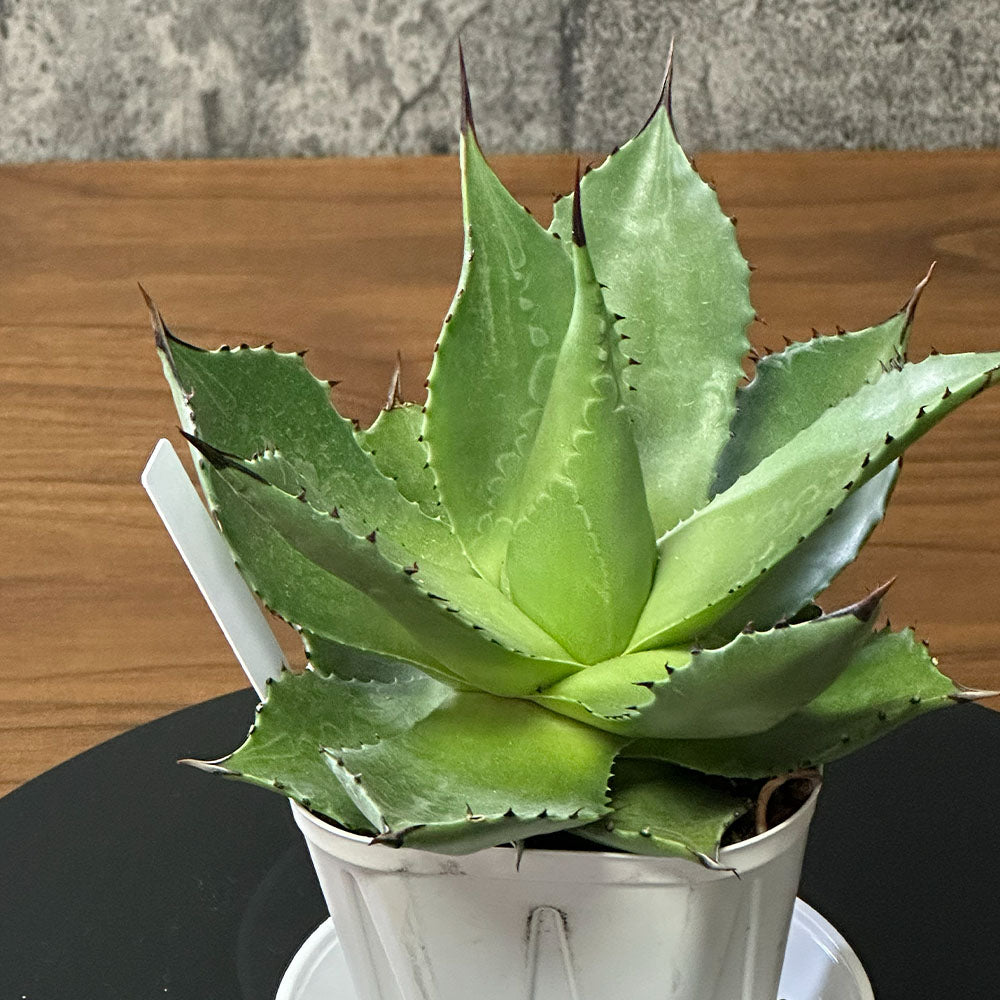 観葉植物 アガベ サロモニー 現品 3.5号 白プラスチック鉢 多肉植物 送料無料