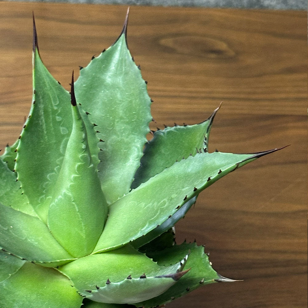 観葉植物 アガベ サロモニー 現品 3.5号 白プラスチック鉢 多肉植物 送料無料