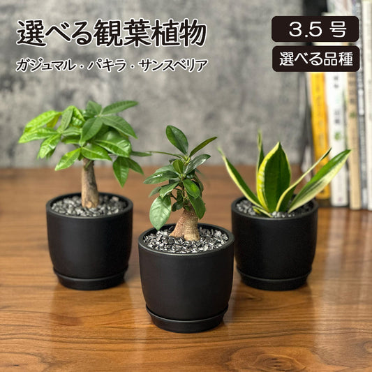 選べる品種 ガジュマル サンスベリア パキラ ミニ 3.5号 黒ポット鉢 直植 送料別 [黒3]