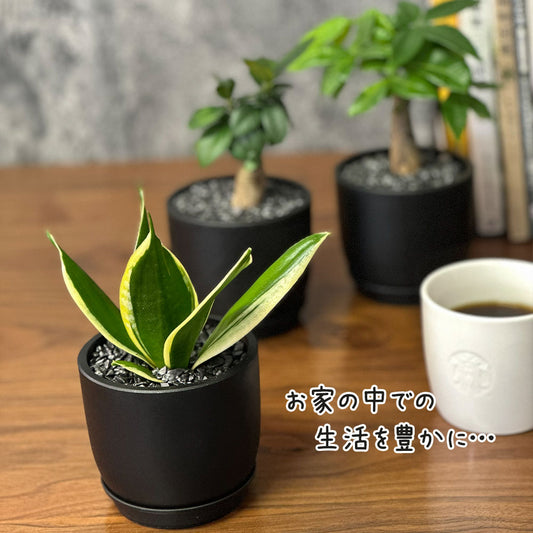 選べる品種 ガジュマル サンスベリア パキラ ミニ 3.5号 黒ポット鉢 直植 送料別 [黒3]