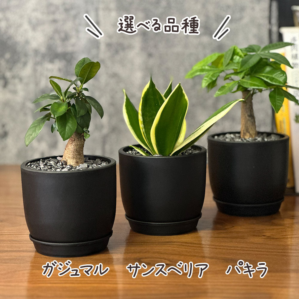 選べる品種 ガジュマル サンスベリア パキラ ミニ 3.5号 黒ポット鉢 直植 送料別 [黒3]