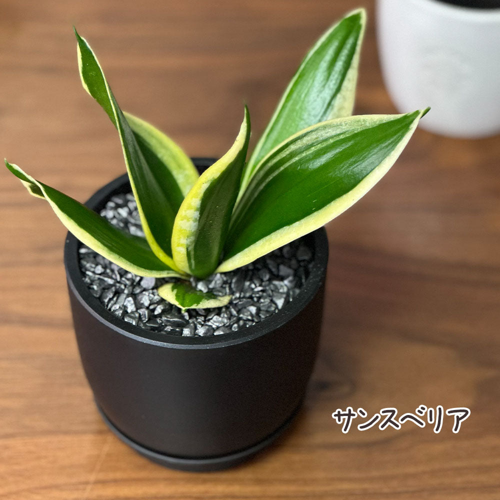 選べる品種 ガジュマル サンスベリア パキラ ミニ 3.5号 黒ポット鉢 直植 送料別 [黒3]