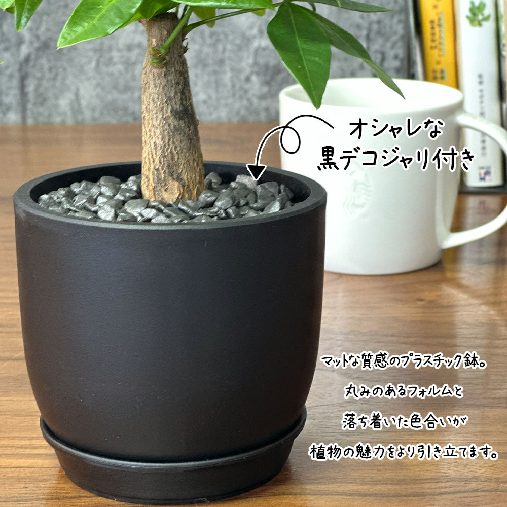 選べる品種 ガジュマル サンスベリア パキラ ミニ 3.5号 黒ポット鉢 直植 送料別 [黒3]