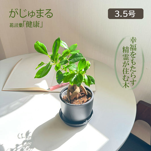 ガジュマル ミニ フィカス 3.5号 黒ポット鉢 ラッピング無料 送料無料 [黒3]