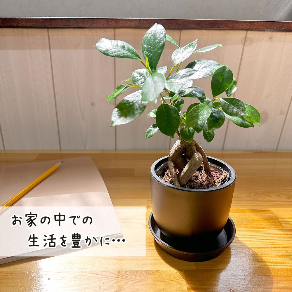 ガジュマル ミニ フィカス 3.5号 黒ポット鉢 直植 送料無料 [黒3