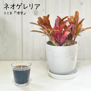 ネオレゲリア 5号 白薔薇陶器鉢 受皿付 [白4] 送料別 – Jewelry Plant