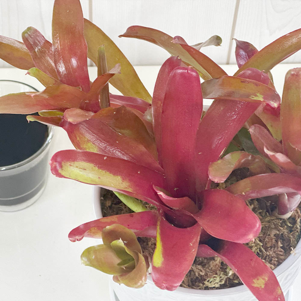 ネオレゲリア 5号 白薔薇陶器鉢 受皿付 [白4] – Jewelry Plant online