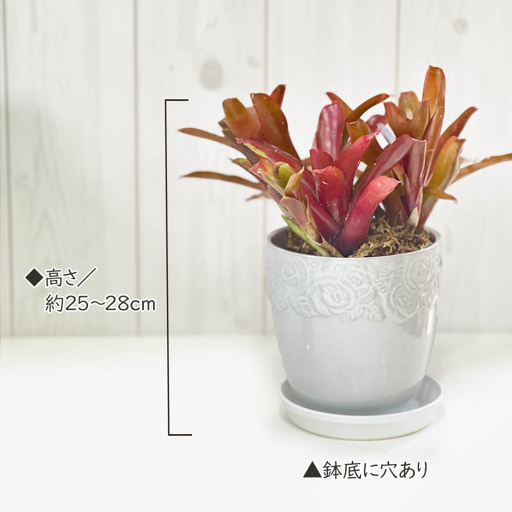 ネオレゲリア ファイバー鉢 お皿付き ネオレゲリア 5号 白薔薇陶器鉢 受皿付 [白4] – Jewelry Plant online