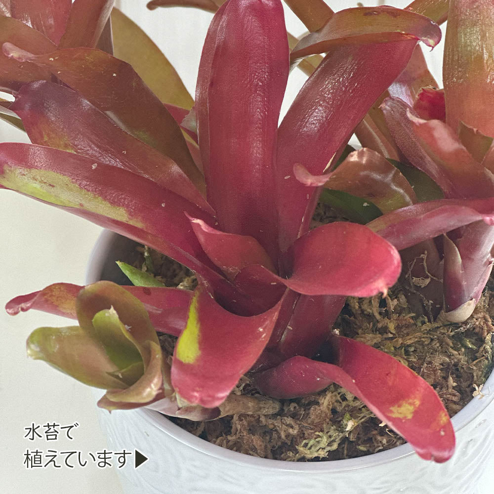 ネオレゲリア ファイバー鉢 お皿付き ネオレゲリア 5号 白薔薇陶器鉢 受皿付 [白4] – Jewelry Plant online