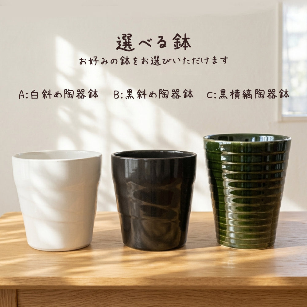 観葉植物 ハートの葉っぱ おしゃれ 大型 本物 モンステラ 8号 現品 選べる陶器鉢 送料無料