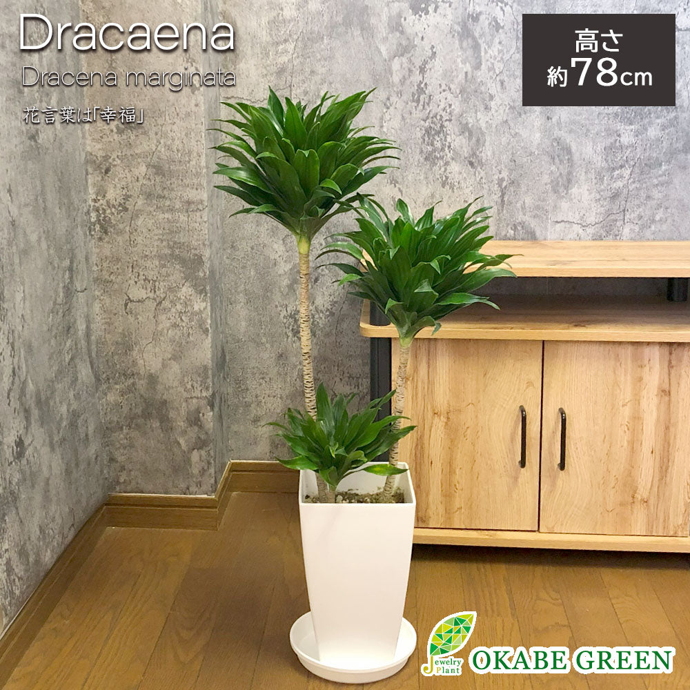 宝石のような観葉植物のお店 【Jewelry Plant】 ドラセナ コンパクタ 