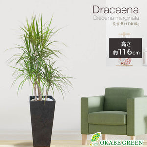 宝石のような観葉植物のお店 【Jewelry Plant】 ドラセナ コンシンネ