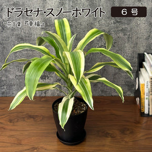 希少品種】 ドラセナ スノーホワイト 5号 黒プラスチック鉢 送料別