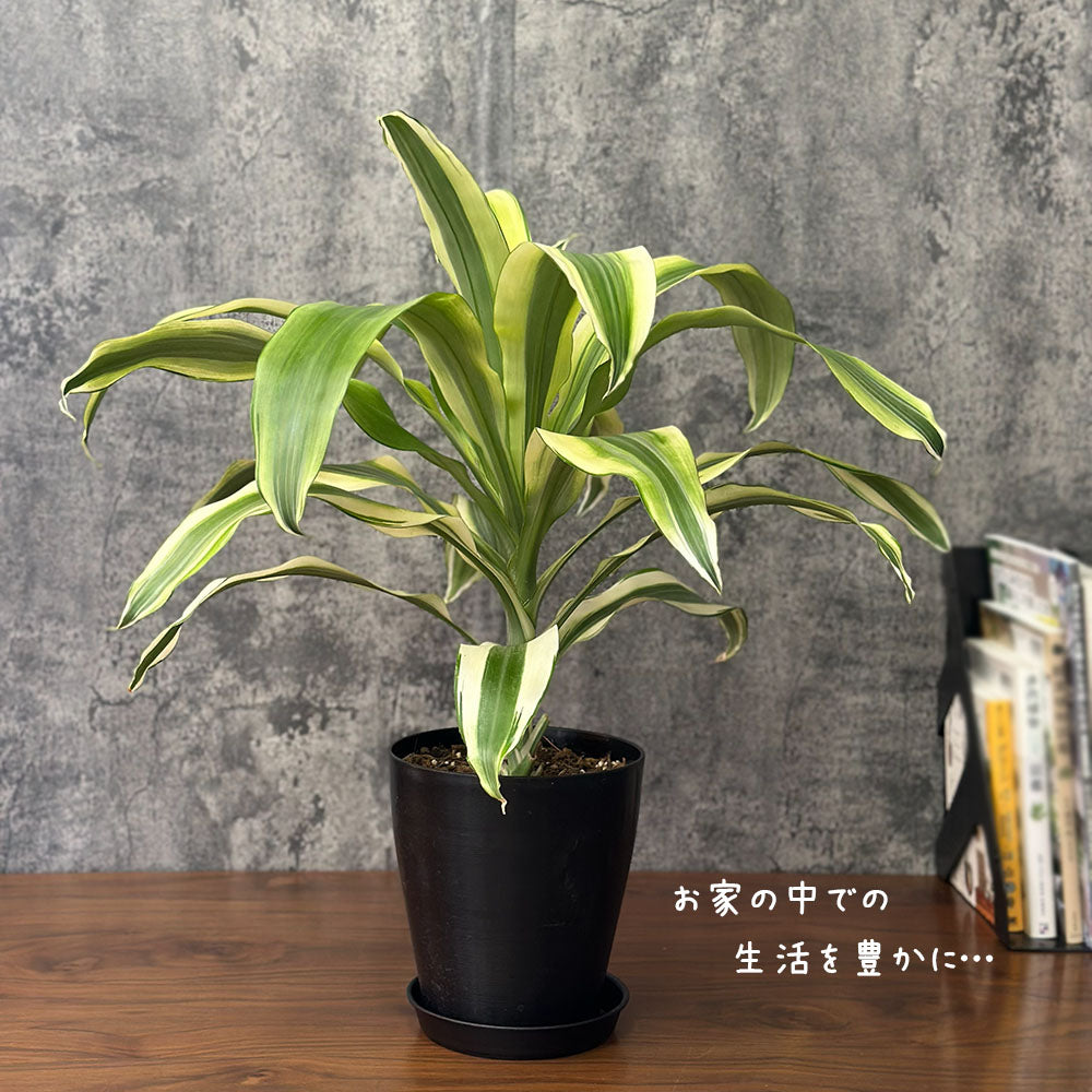 希少品種】 ドラセナ スノーホワイト 5号 黒プラスチック鉢 送料別