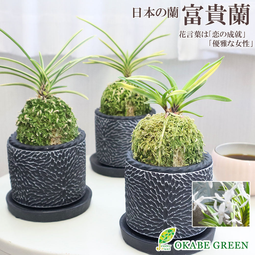 宝石のような観葉植物のお店 【Jewelry Plant】 富貴蘭 風蘭 蘭 苔玉 