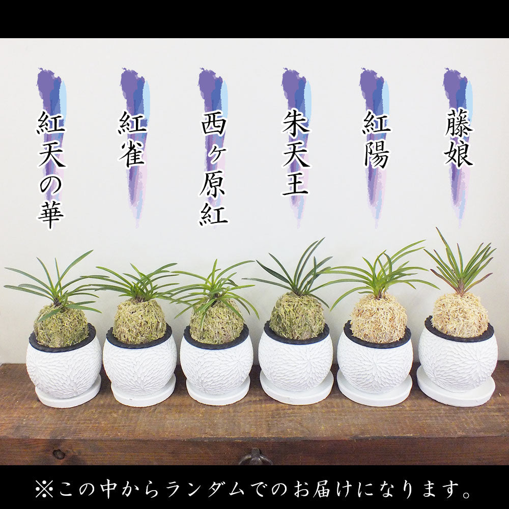 宝石のような観葉植物のお店 【Jewelry Plant】 富貴蘭 風蘭 蘭 苔玉