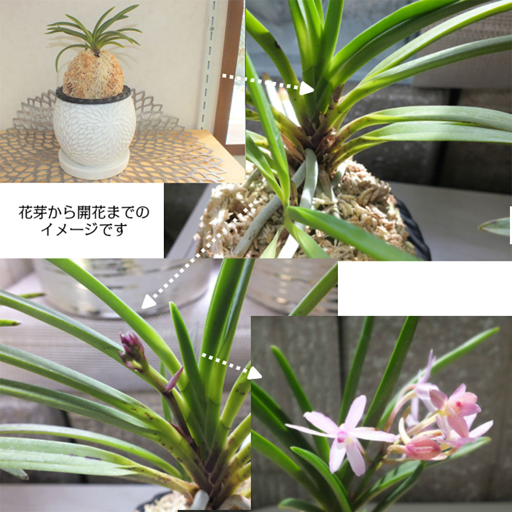 富貴蘭 風蘭 蘭 苔玉 白のデザイン丸陶器鉢 ピンク花 ソーサー付フウキラン 蘭 花