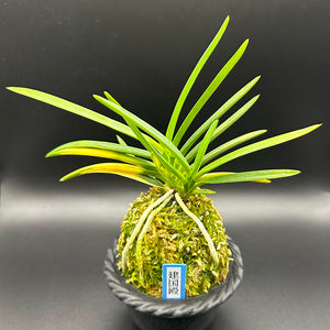 セール！一株限定！貴重な香り洋蘭　神秘的なブラッシャー　苔玉付き 一株限定！貴重な香り洋蘭 神秘的なブラッシャー 苔玉付き