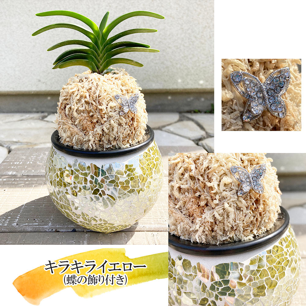 宝石のような観葉植物のお店 【Jewelry Plant】 富貴蘭 風蘭 蘭 キラキラガラス器 ピック付 苔玉 麒麟丸 玉金剛 無双丸 兜丸 黒金剛  翠華殿 – Jewelry Plant online