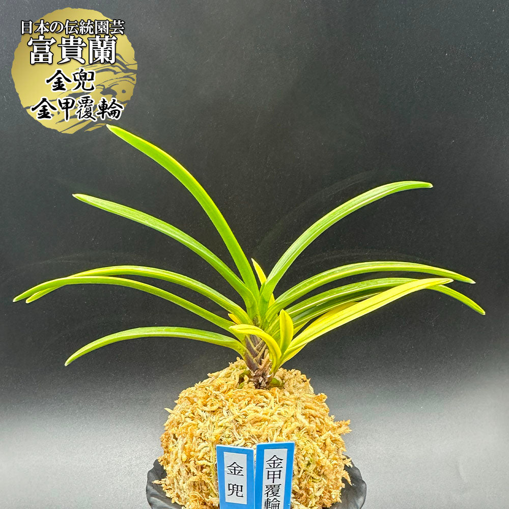 ペンダント 天然琥珀 ティーゴールドアンバー 送料無料 ケース