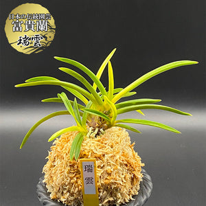 風蘭です 手のひらサイズくらいですね 生花 風蘭」の人気商品一覧 | 安い商品を通販サイトから探す - 価格.com