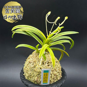 【限定プレート】香蘭社　新世紀2001年　富士山に初日の出　194/200 1964 JAPAN Tokyo Summer Olympics CHERRY MT FUJI Silver 1000