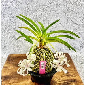 富貴蘭盛り合わせ 3本立 フラワー・ガーデニング 富貴蘭 蟷螂 S8フウキラン 蘭 花