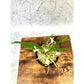 富貴蘭 蟷螂 S8フウキラン 蘭 花