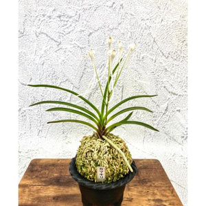 宝石のような観葉植物のお店 【Jewelry Plant】 富貴蘭 蟷螂 S8