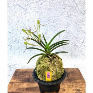 宝石のような観葉植物のお店 【Jewelry Plant】 富貴蘭 万華鏡