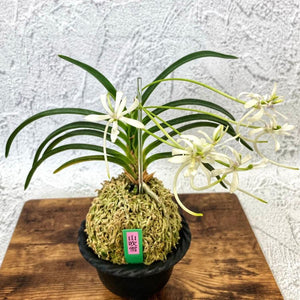 宝石のような観葉植物のお店 【Jewelry Plant】 富貴蘭 山吹雪