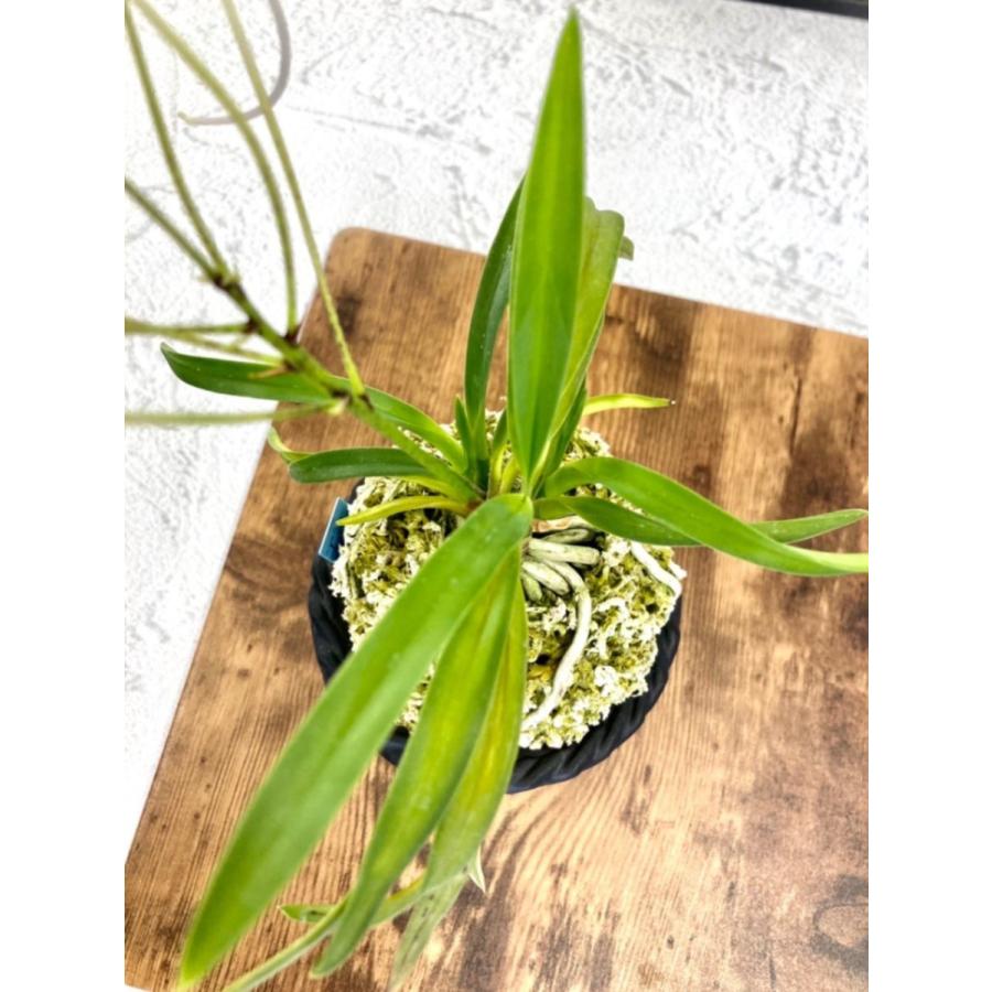 富貴蘭 奄美羆 S15 フウキラン 蘭 花