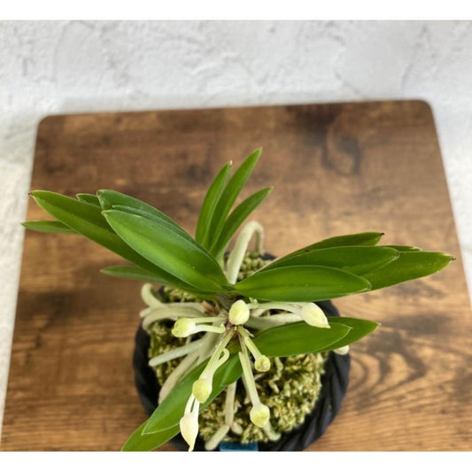 富貴蘭 鶺鴒 S17フウキラン 蘭 花