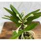 富貴蘭 鶺鴒 S17フウキラン 蘭 花