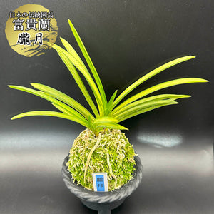 宝石のような観葉植物のお店 【Jewelry Plant】 富貴蘭 朧月 S20