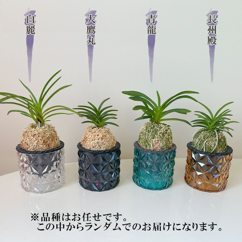 宝石のような観葉植物のお店 【Jewelry Plant】 富貴蘭 風蘭 蘭 キラキラプラスチック器 白花 白麗 大鷹丸 青龍 長州殿 フウキラン  フウラン 送料無料 – Jewelry Plant online