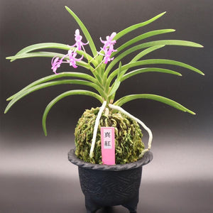 宝石のような観葉植物のお店 【Jewelry Plant】 富貴蘭 真紅 S21