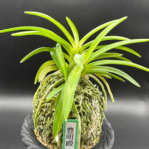 宝石のような観葉植物のお店 【Jewelry Plant】 富貴蘭 豊明殿 S26