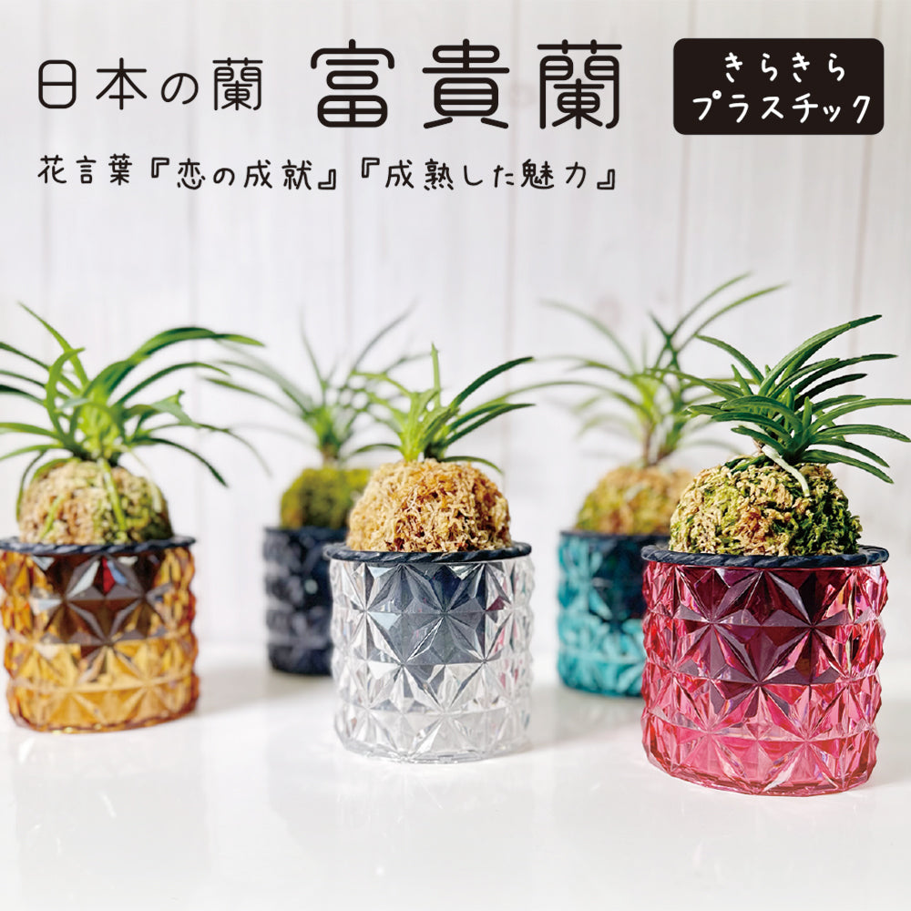 宝石のような観葉植物のお店 【Jewelry Plant】 富貴蘭 風蘭 蘭 
