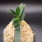 富貴蘭 玉金剛白縞 タマコンゴウシロシマ S42 フウキラン 蘭 花
