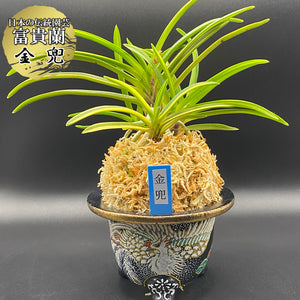 宝石のような観葉植物のお店 【Jewelry Plant】 富貴蘭 風蘭 蘭 宝石のような観葉植物のお店 【Jewelry Plant】 富貴蘭 風蘭 蘭