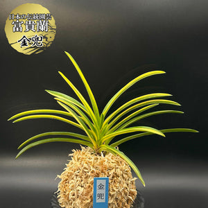 宝石のような観葉植物のお店 【Jewelry Plant】 富貴蘭 風蘭 蘭 金兜