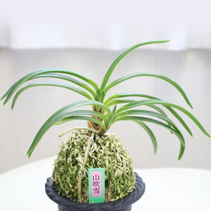 富貴蘭　風蘭　2鉢 富貴蘭 紅陽 2.5号鉢 フウキラン 風蘭 古典植物 山野草 kih