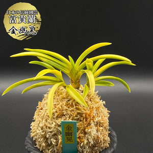 富貴蘭 風蘭 蘭 金幽晃 キンユウコウ 3本立 【現品】 t152