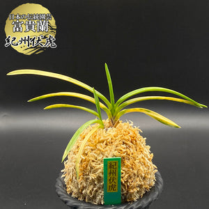 富貴蘭 風蘭 蘭 紀州伏虎 キシュウフッコ 2本立 【現品】 t355