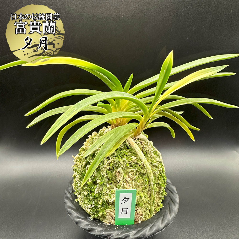 宝石のような観葉植物のお店 【Jewelry Plant】 富貴蘭 夕月 ゆうづき fu-t362 – Jewelry Plant online