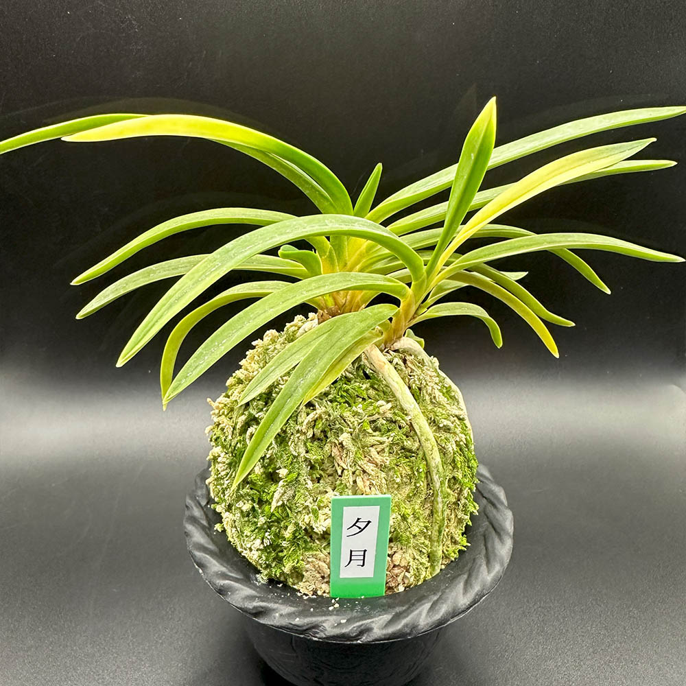 宝石のような観葉植物のお店 【Jewelry Plant】 富貴蘭 夕月 ゆうづき fu-t362 – Jewelry Plant online