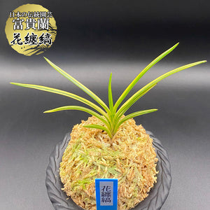宝石のような観葉植物のお店 【Jewelry Plant】父の日 富貴蘭