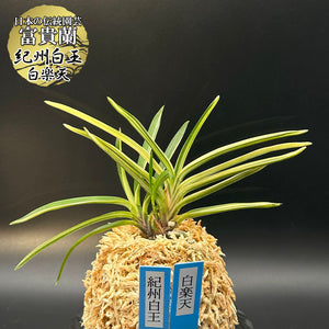 富貴蘭盛り合わせ 富貴蘭 風蘭 蘭 紀州白王 白楽天 キシュウハクオウ ハクラクテン 3本立