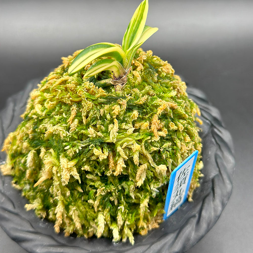 富貴蘭 風蘭 佐須丸縞 さすまるしま T594フウキラン 蘭 花